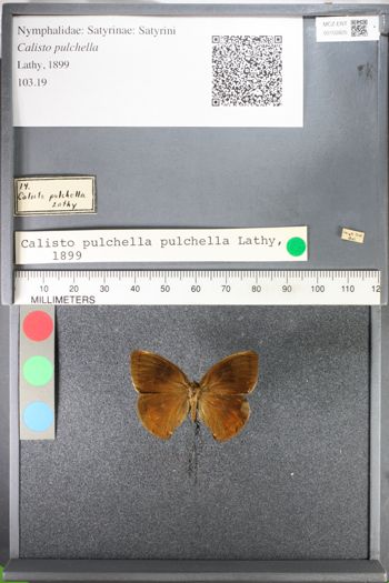 Media type: image;   Entomology 102825